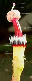  Androecium and Pistil